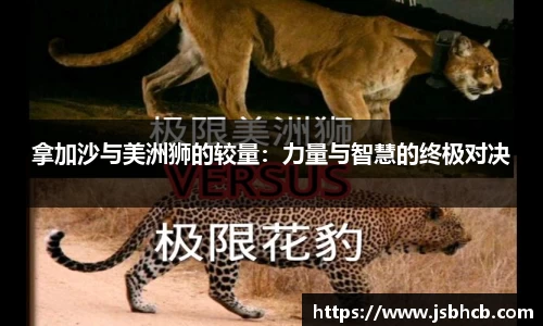 拿加沙与美洲狮的较量：力量与智慧的终极对决